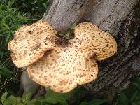 Polyporus squamosus image