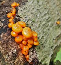 Mycena leaiana image