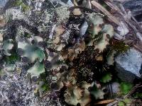 Peltigera venosa image