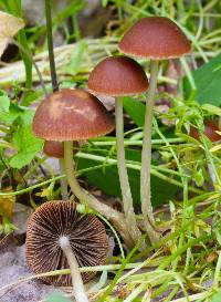 Image of Psathyrella corrugis