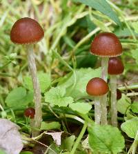 Psathyrella corrugis image