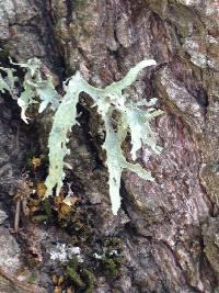 Ramalina leptocarpha image