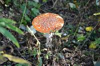 Amanita muscaria image