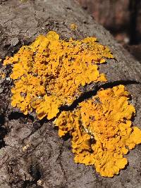 Xanthoria parietina var. parietina image