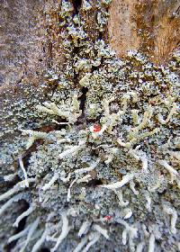 Cladonia cristatella image