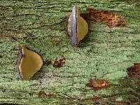 Fomitopsis pinicola image