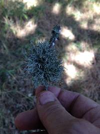 Ramalina farinacea image