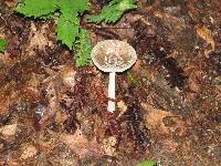 Amanita pantherina image