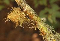 Usnea rubicunda image