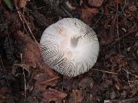 Amanita pantherina image