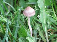 Image of Psathyrella foenisecii