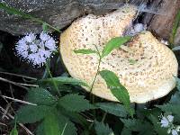 Polyporus squamosus image