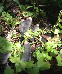 Xylaria polymorpha image