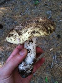 Amanita vernicoccora image