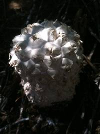 Calvatia sculpta image