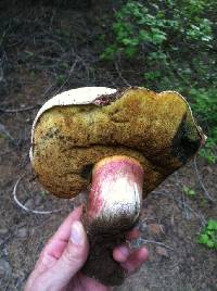 Image of Boletus rubripes