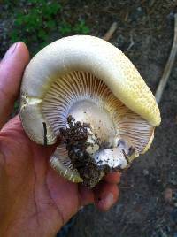 Cantharocybe gruberi image