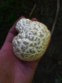 Cantharocybe gruberi image