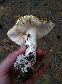 Amanita vernicoccora image