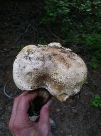 Boletus rubripes image