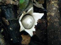 Geastrum saccatum image