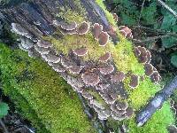 Trametes versicolor image