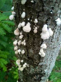 Schizophyllum commune image