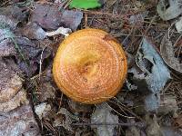 Lactarius peckii image