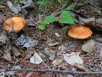 Lactarius peckii image