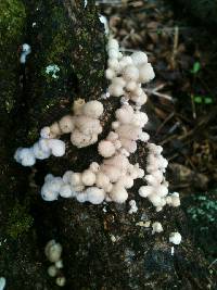 Schizophyllum commune image