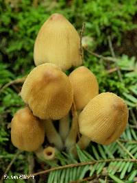 Coprinellus micaceus image