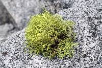 Letharia vulpina image