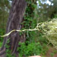 Ramalina menziesii image