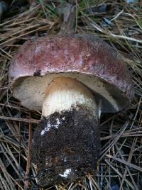 Boletus rex-veris image