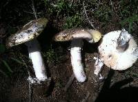 Amanita vernicoccora image