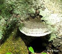 Ganoderma applanatum image