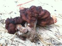 Gyromitra esculenta image