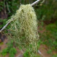 Ramalina menziesii image