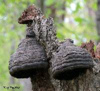 Fomes fomentarius image