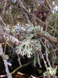 Evernia prunastri image