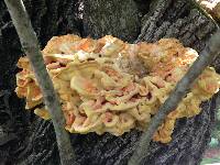 Laetiporus sulphureus image