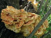 Laetiporus sulphureus image