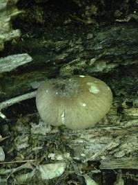 Megacollybia platyphylla image