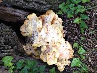 Laetiporus sulphureus image