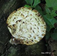 Polyporus squamosus image