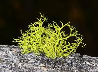 Letharia vulpina image