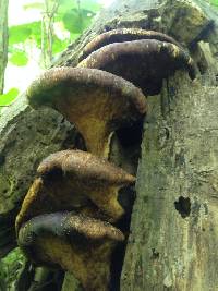 Polyporus squamosus image