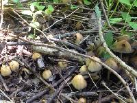 Coprinellus micaceus image