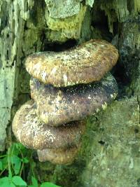 Polyporus squamosus image