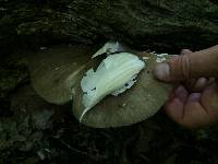 Megacollybia platyphylla image